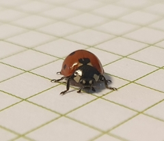 Coccinella septempunctata