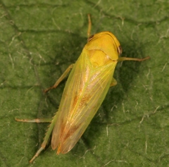 Macropsis ocellata