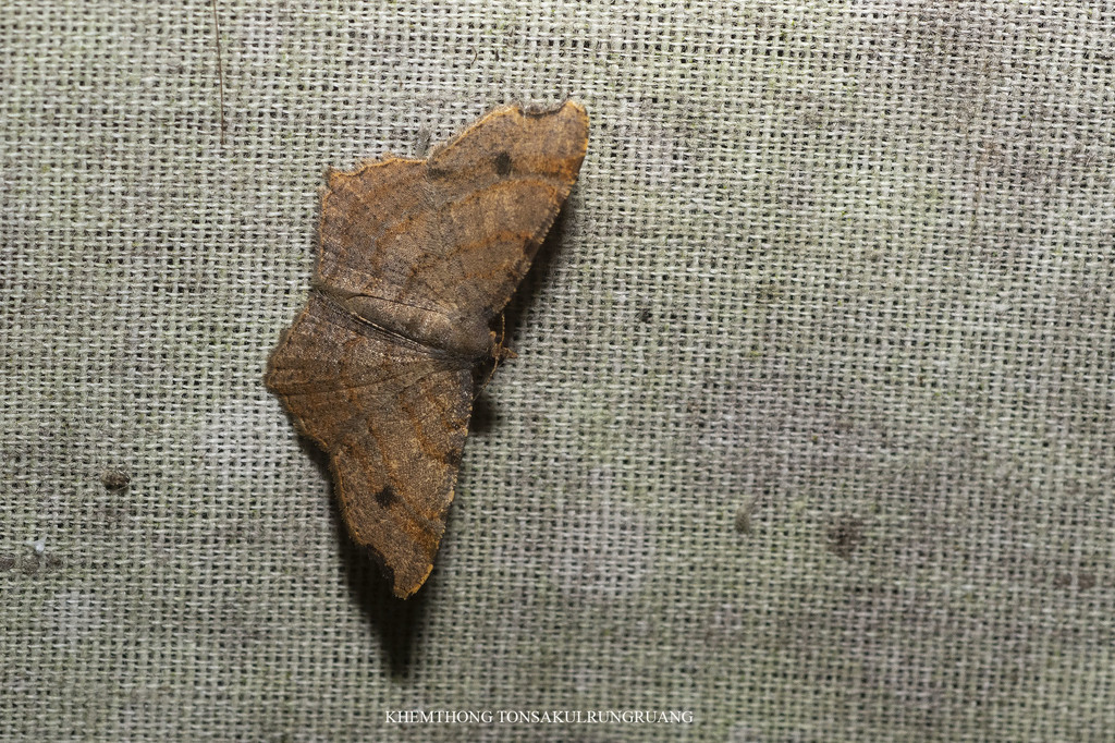 Chiasmia mutabilis