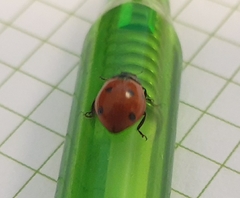 Coccinella septempunctata