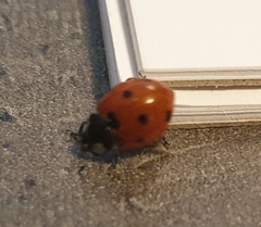 Coccinella septempunctata