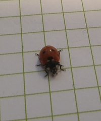Coccinella septempunctata