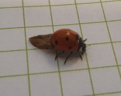 Coccinella septempunctata