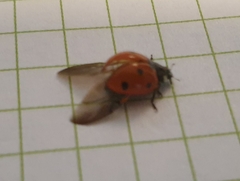 Coccinella septempunctata