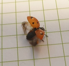 Coccinella septempunctata