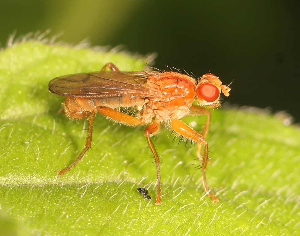 Dung Flies