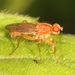 Dung Flies - Photo (c) Marie Lou Legrand, some rights reserved (CC BY-NC), uploaded by Marie Lou Legrand