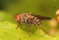 Notiphila
