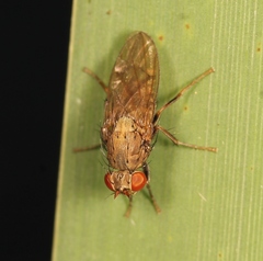 Notiphila
