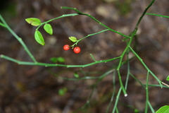 Vaccinium japonicum