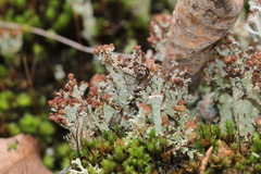 Cladonia cariosa