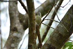 Colaptes auricularis