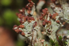 Cladonia cariosa