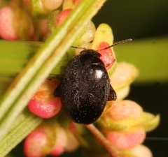 Scirtes hemisphaericus