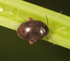 Scirtes hemisphaericus