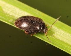 Scirtes hemisphaericus