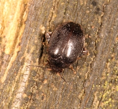 Scirtes hemisphaericus