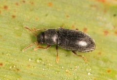 Telmatophilus typhae