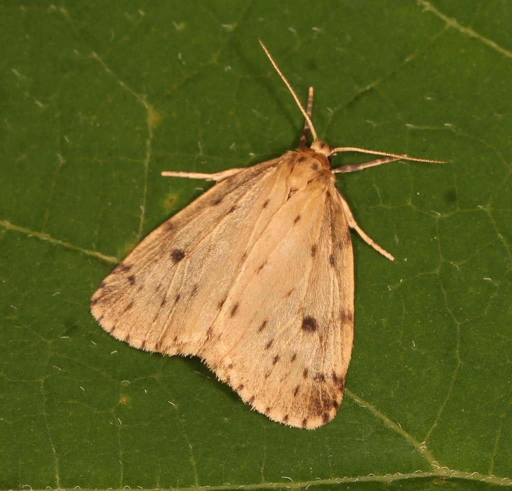 Round-winged Muslin, photo 1 of 10