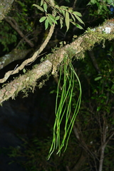 Lepisorus miyoshianus