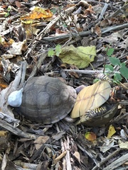 Terrapene carolina triunguis