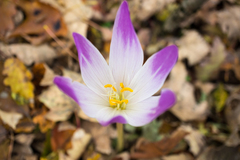 Colchicum speciosum