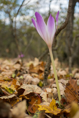 Colchicum speciosum