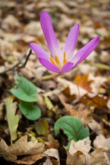 Colchicum speciosum