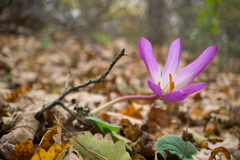 Colchicum speciosum