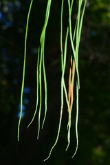Lepisorus miyoshianus