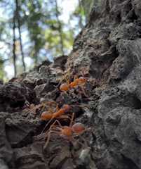 Oecophylla smaragdina