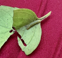 Lepidoptera