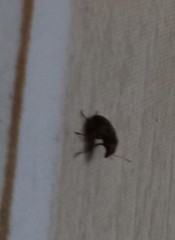Curculionoidea