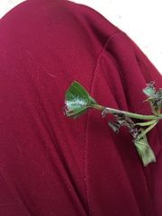 Lepidoptera