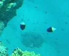 Pycnochromis dimidiatus