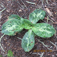 Stenorrhynchos speciosum