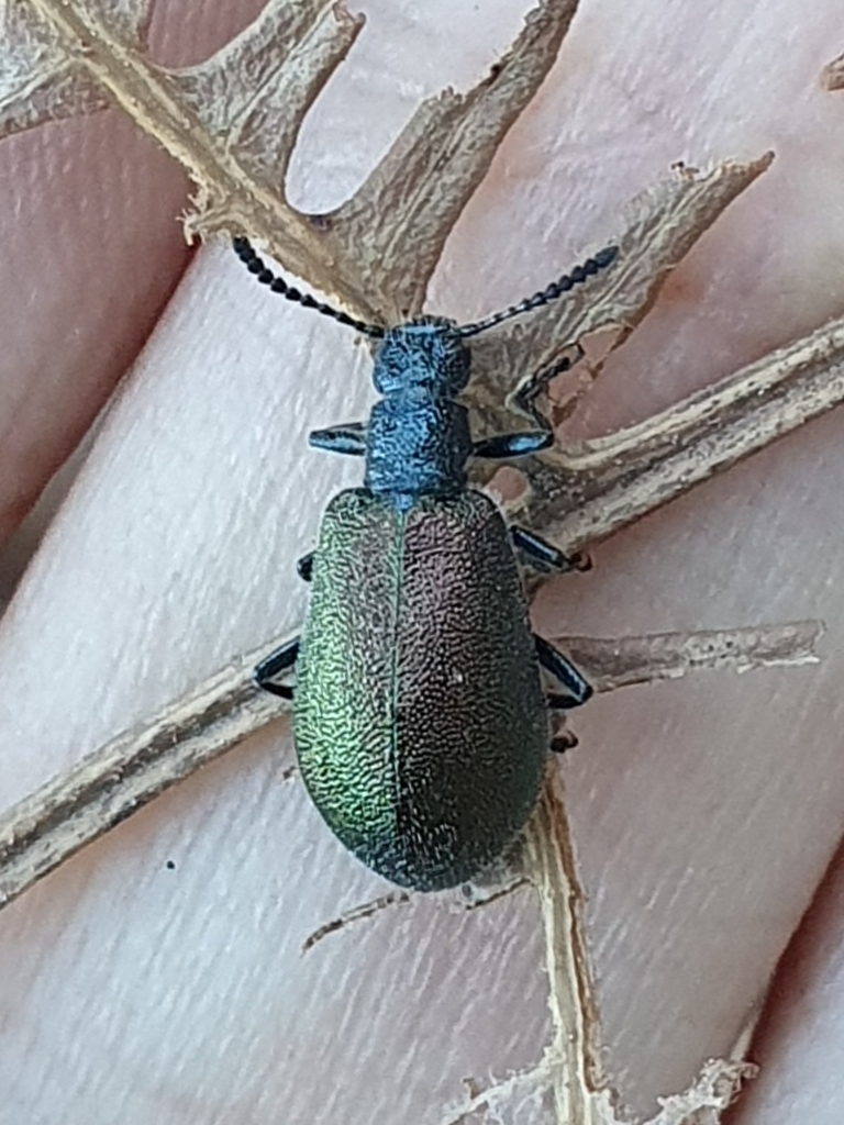Chrysolagria viridipennis