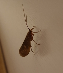 Trichoptera