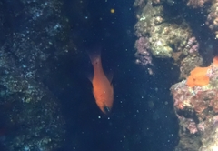 Cardinalfish