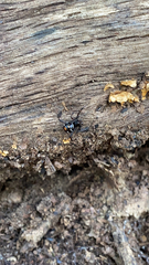 Latrodectus variolus