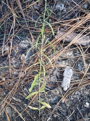 Eupatorium linearifolium