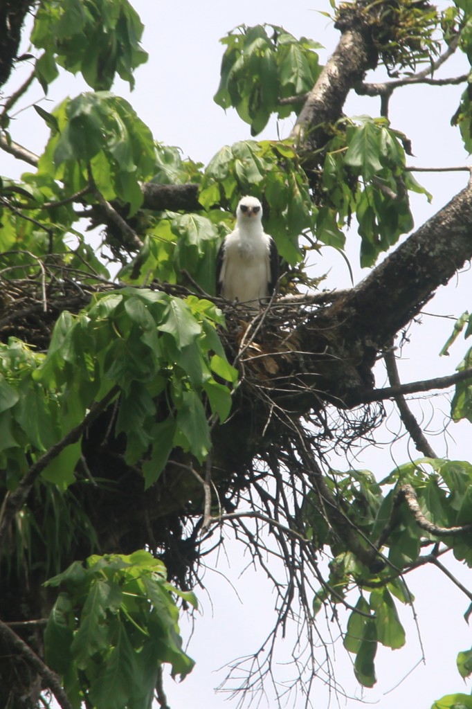 Black-and-white Hawk-eagle