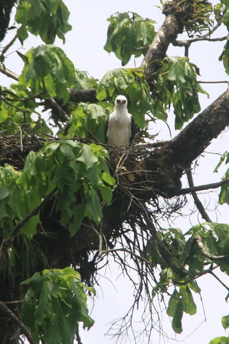 Black-and-white Hawk-eagle