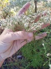 Eupatorium linearifolium