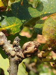 Andricus foecundatrix