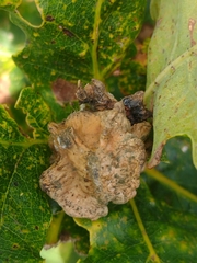 Andricus quercuscalicis