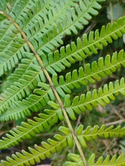 Dryopteris affinis borreri