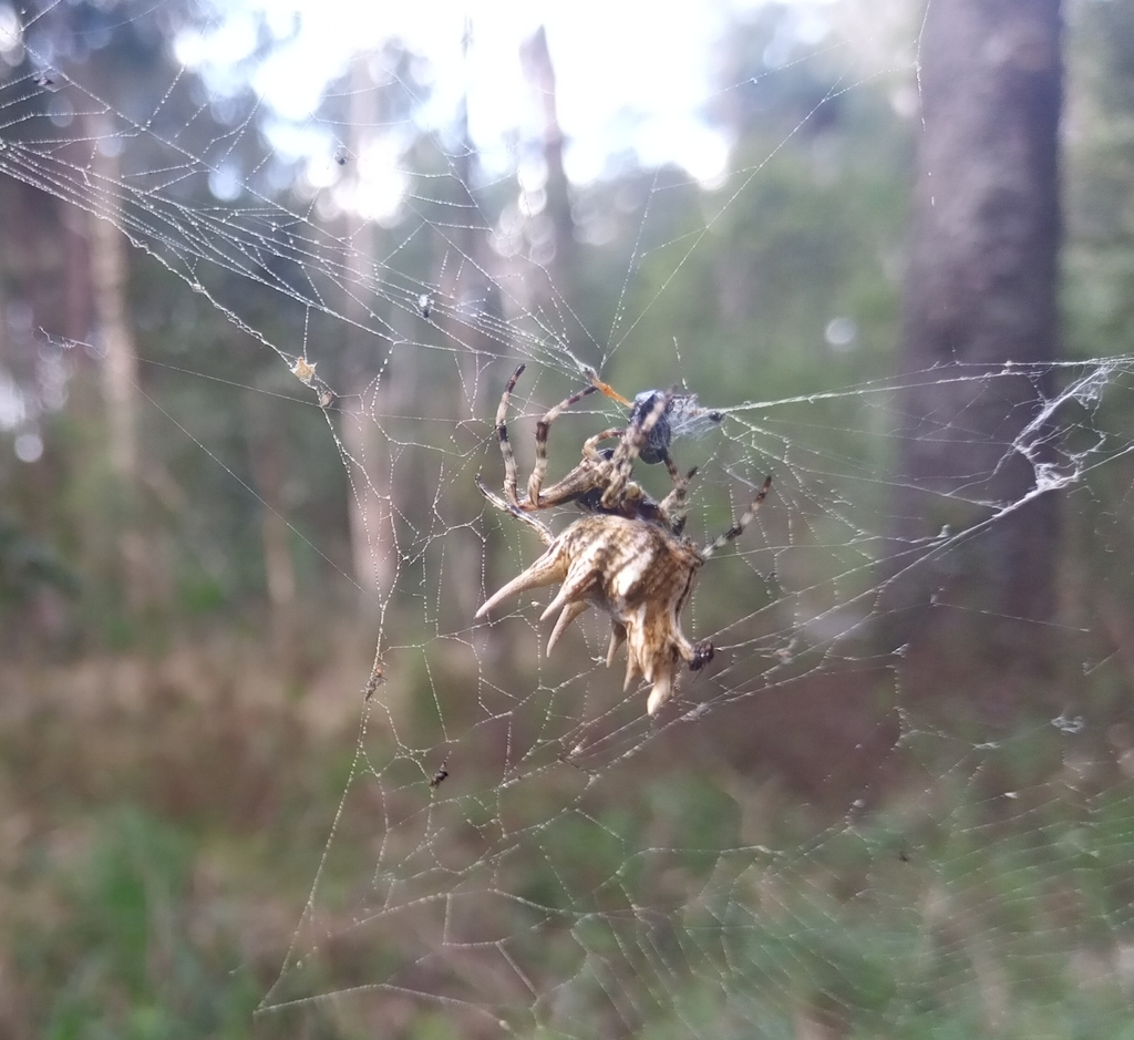 Paraverrucosa heteracantha