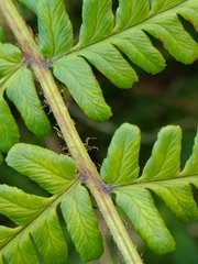 Dryopteris affinis borreri