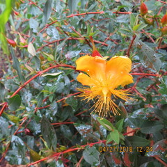 Hypericum patulum